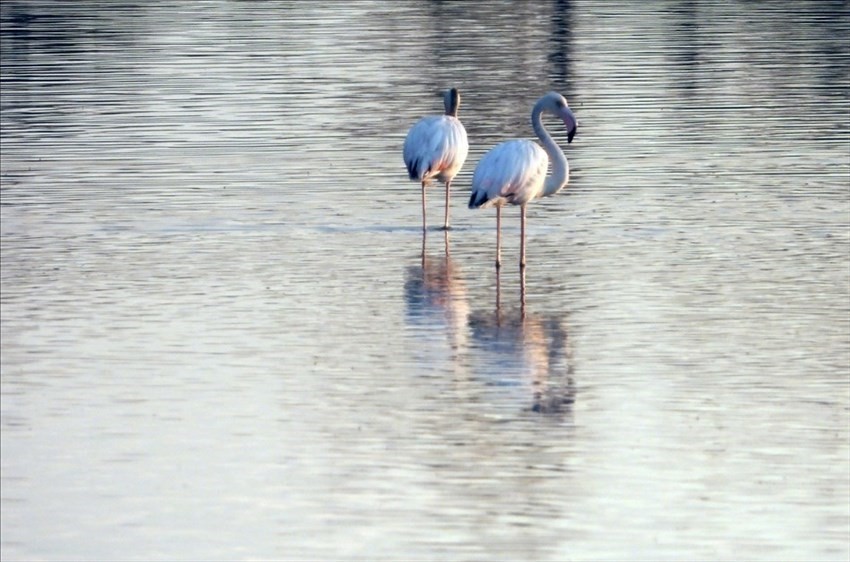 Il risveglio dei fenicotteri rosa alla Salina