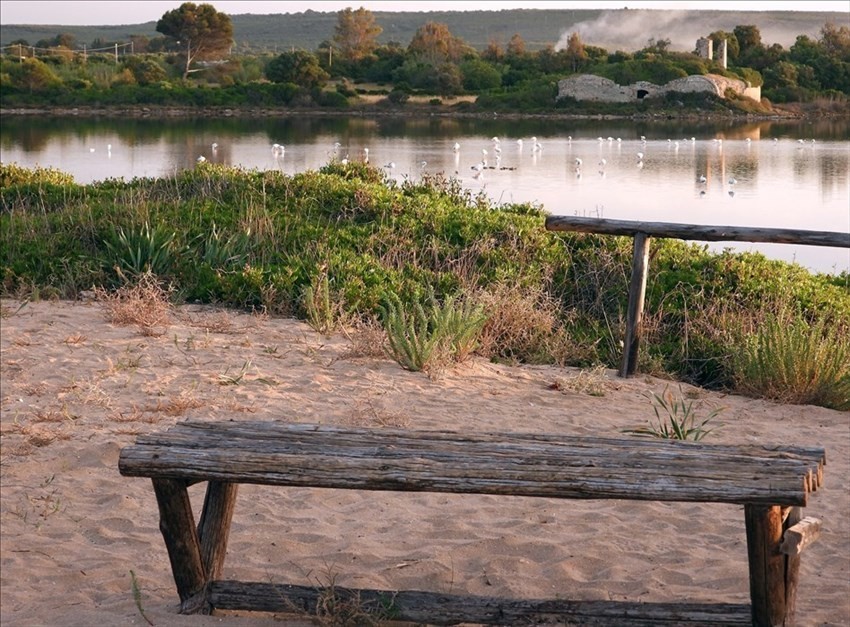 Il risveglio dei fenicotteri rosa alla Salina