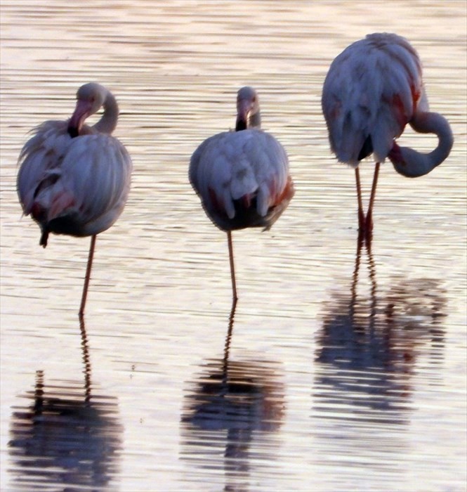 Il risveglio dei fenicotteri rosa alla Salina