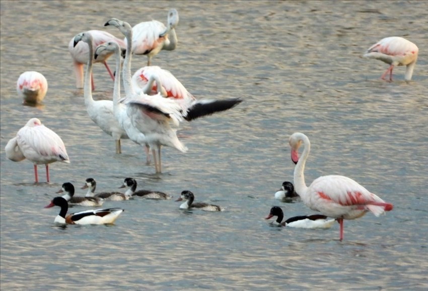 Il risveglio dei fenicotteri rosa alla Salina