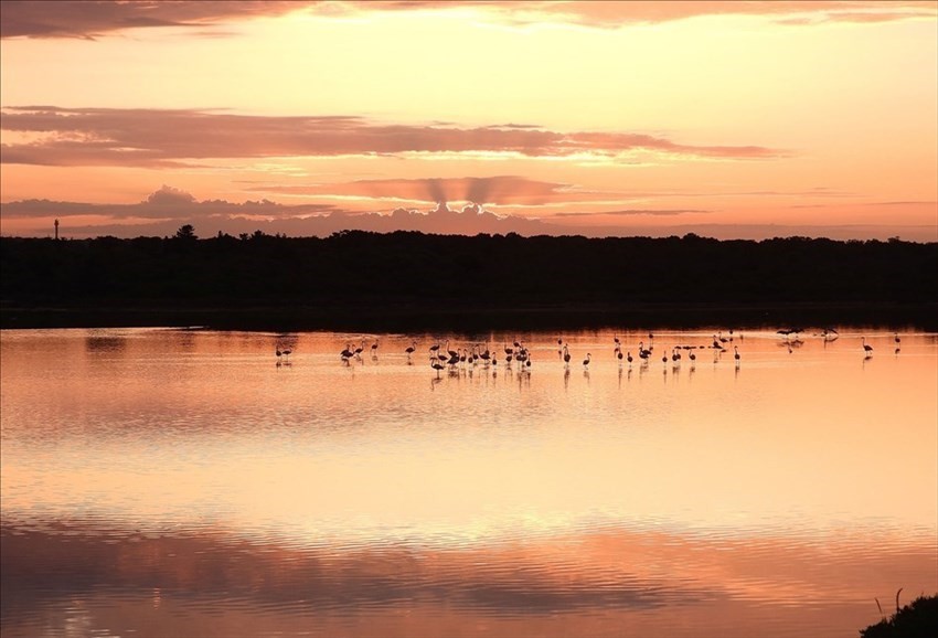 Il risveglio dei fenicotteri rosa alla Salina