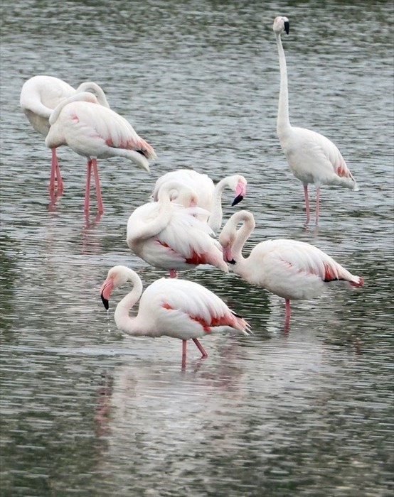 Il risveglio dei fenicotteri rosa alla Salina