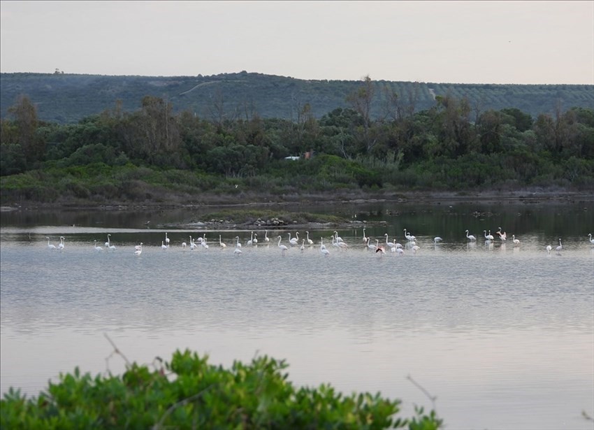 Il risveglio dei fenicotteri rosa alla Salina