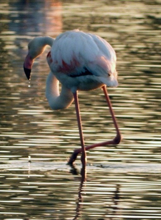 Il risveglio dei fenicotteri rosa alla Salina