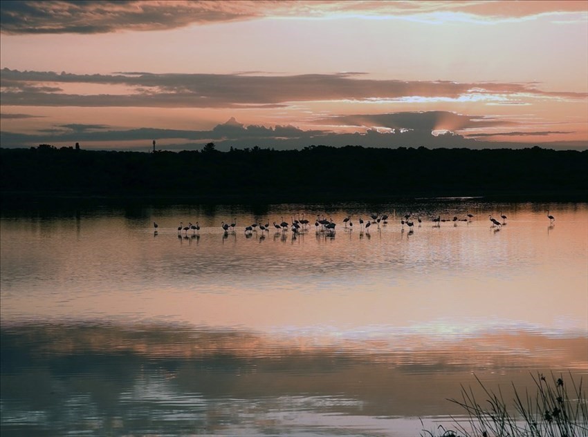 Il risveglio dei fenicotteri rosa alla Salina