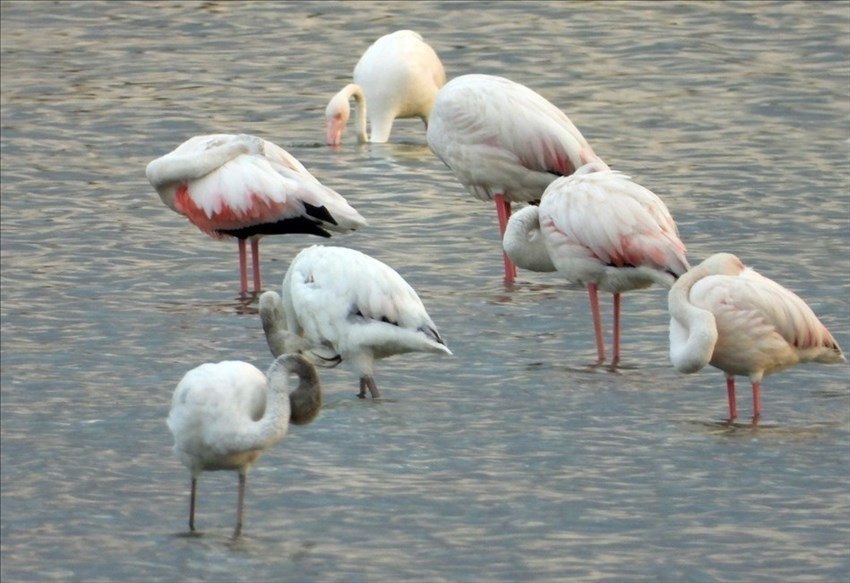 Il risveglio dei fenicotteri rosa alla Salina