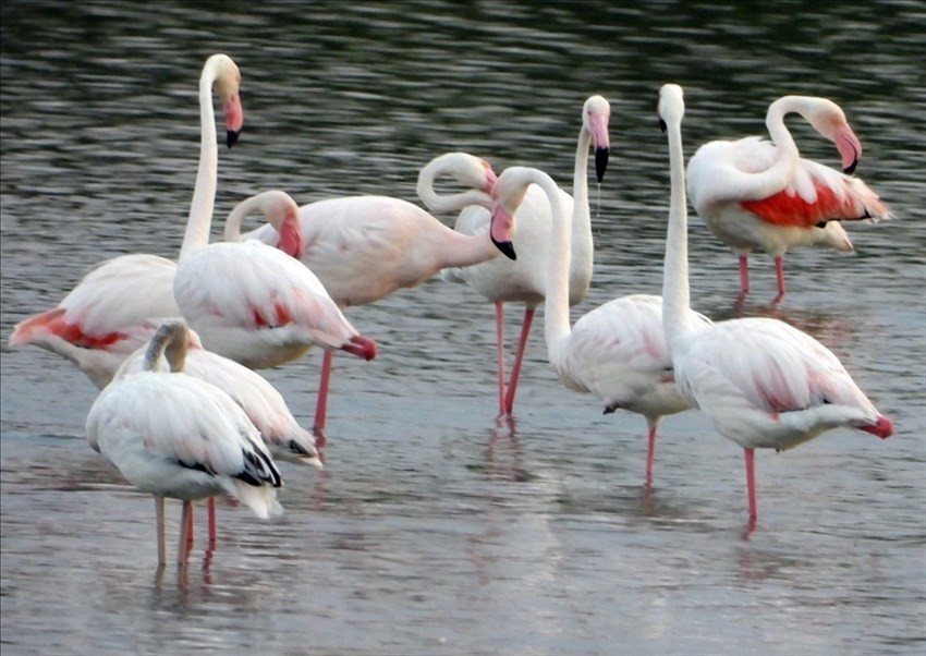 Il risveglio dei fenicotteri rosa alla Salina