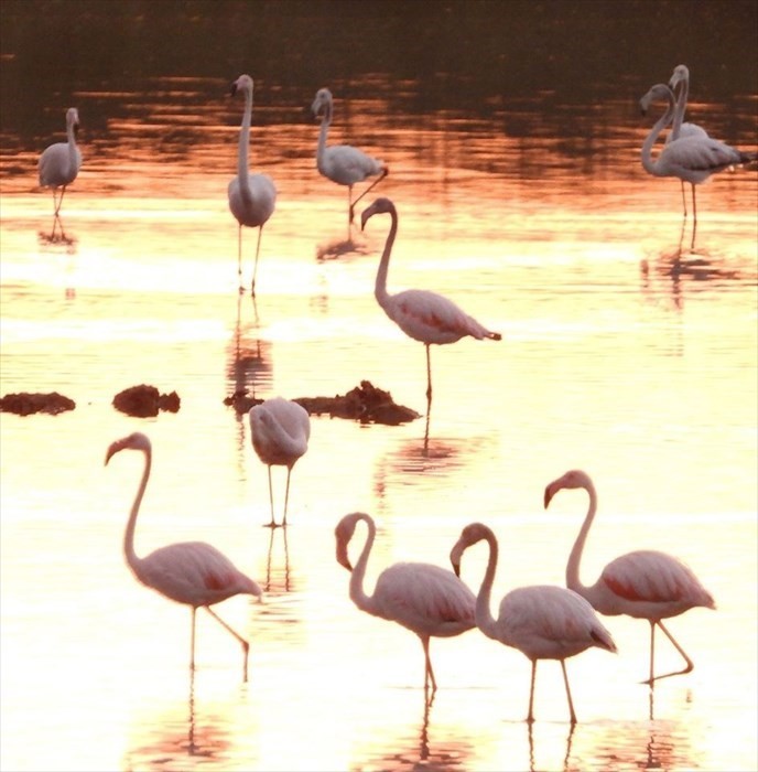 Il risveglio dei fenicotteri rosa alla Salina