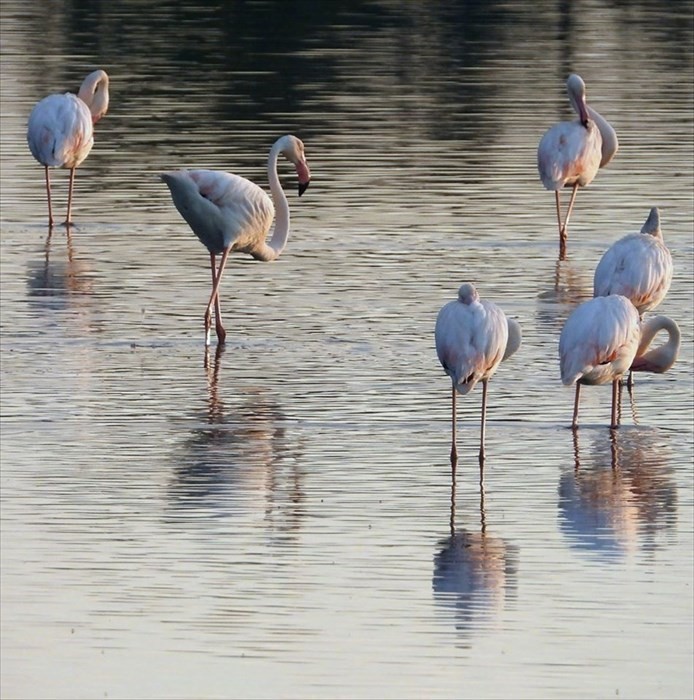Il risveglio dei fenicotteri rosa alla Salina