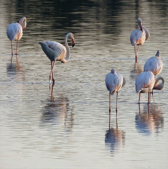 Il risveglio dei fenicotteri rosa alla Salina