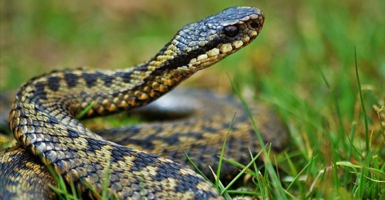 Vipera Vipera