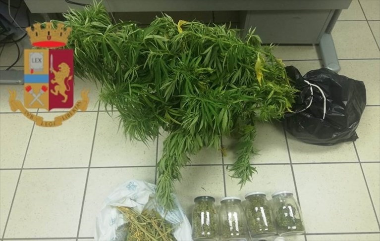 La marijuana sequestrata La marijuana sequestrata