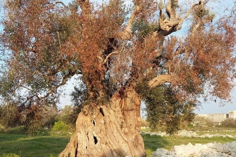 Albero colpito dalla Xylella