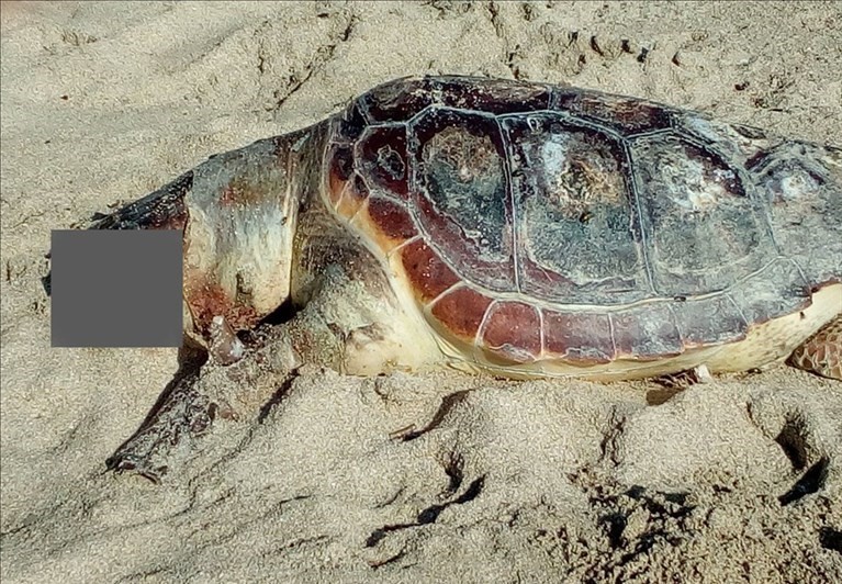 La Caretta Caretta ritrovata