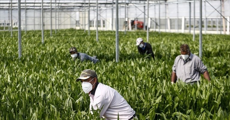 Lavoratori agricoli Lavoratori agricoli