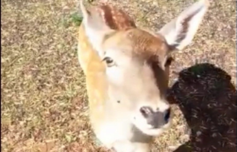 Bambi si fa accarezzare Bambi si fa accarezzare