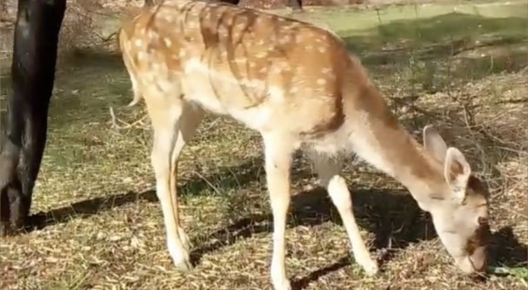 Bambi, il daino ucciso Bambi, il daino ucciso
