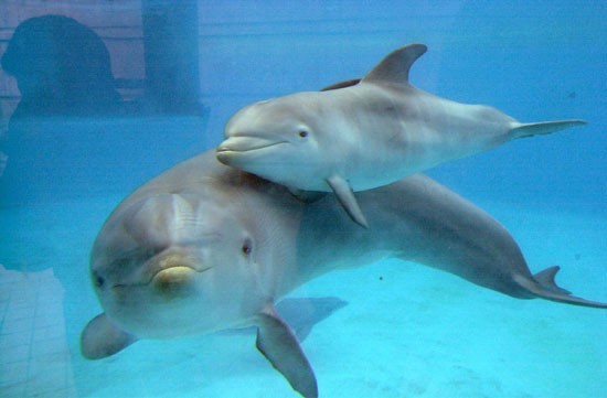 Mamma-delfino non ce l&#039;ha fatta a sopravvivere