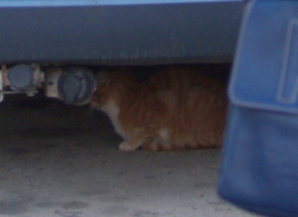 Falsa notizia, il gatto di Sabrina � solo malato
