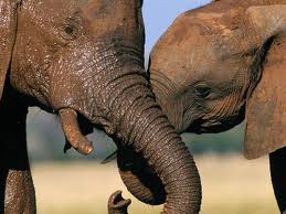 Elefante dal dentista per una carie