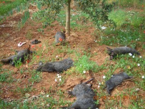 Branco di randagi fa strage di conigli