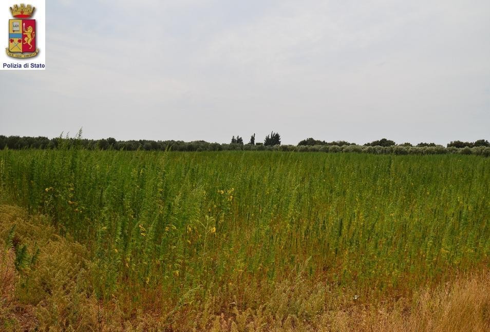 Tra gli ulivi e i girasoli due ettari di marijuana nelle campagne di Avetrana
