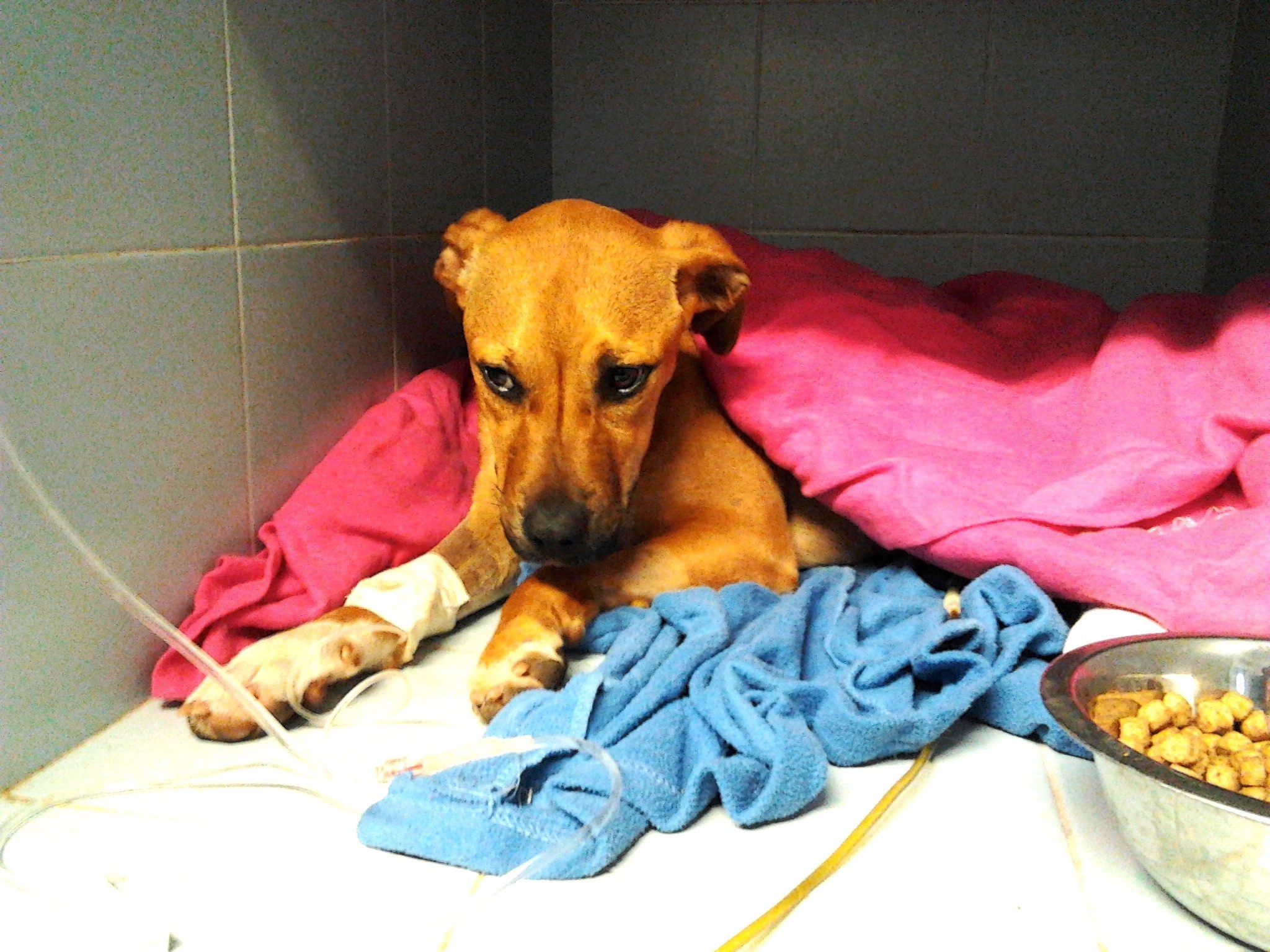 Denunciato veterinario Asl che si rifiuta di curare un randagio