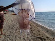 Allarme meduse a San Pietro