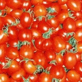 Pomodorini di Manduria a rischi di estinzione