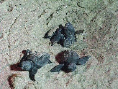 Caretta Caretta Caretta Caretta
