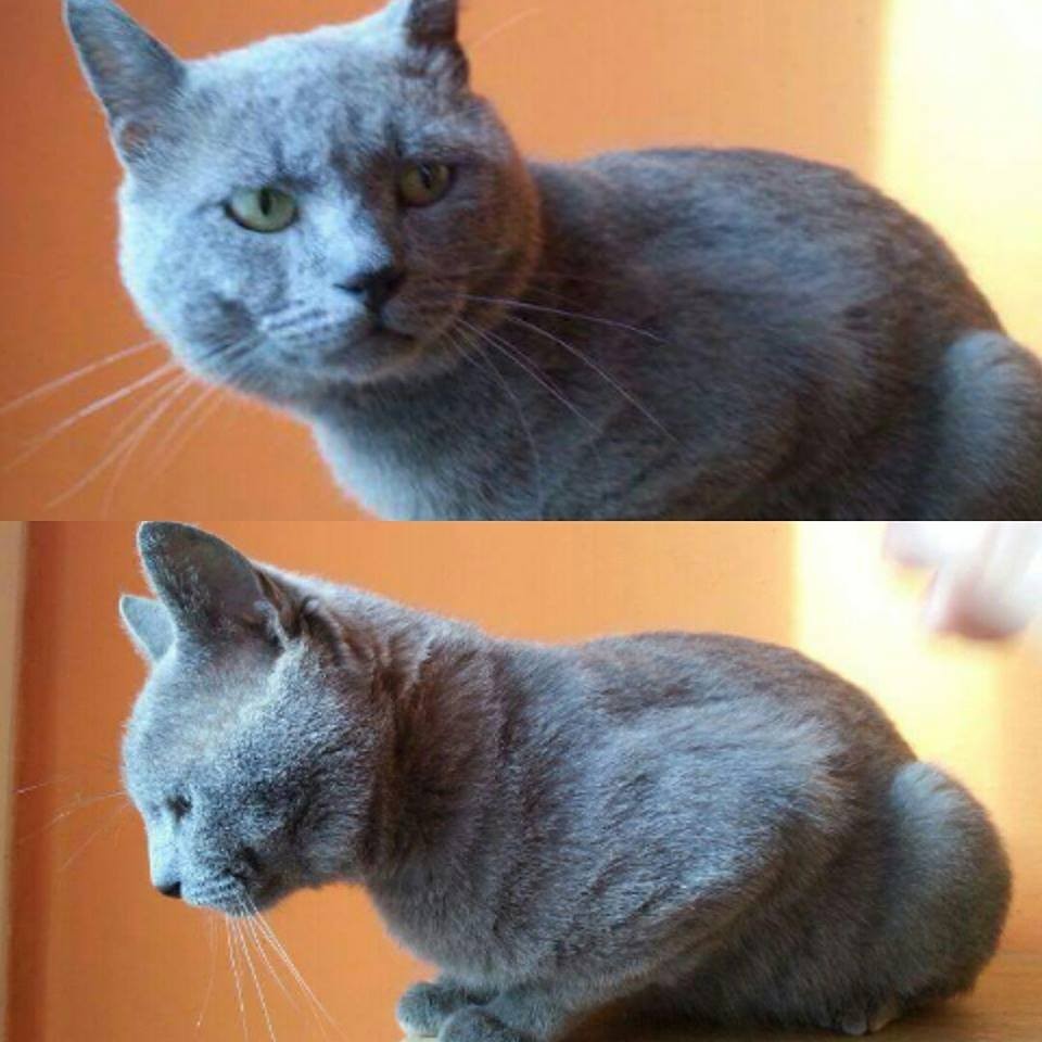 Gatto dolce, con coda amputata