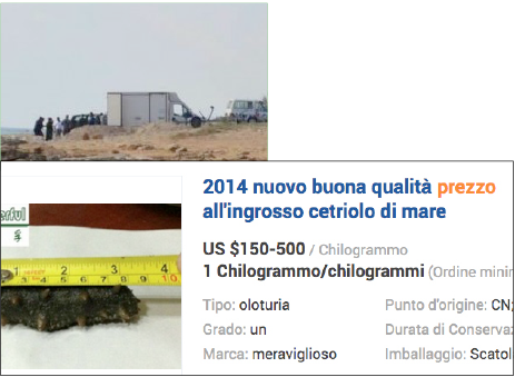 Cetrioli di mare, un business da 450 euro al kg