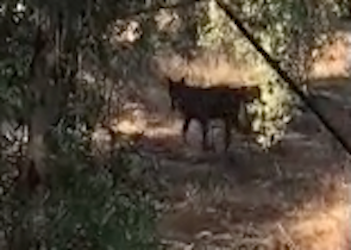 “Un lupo nelle campagne manduriane”, l’allarme delle gattare